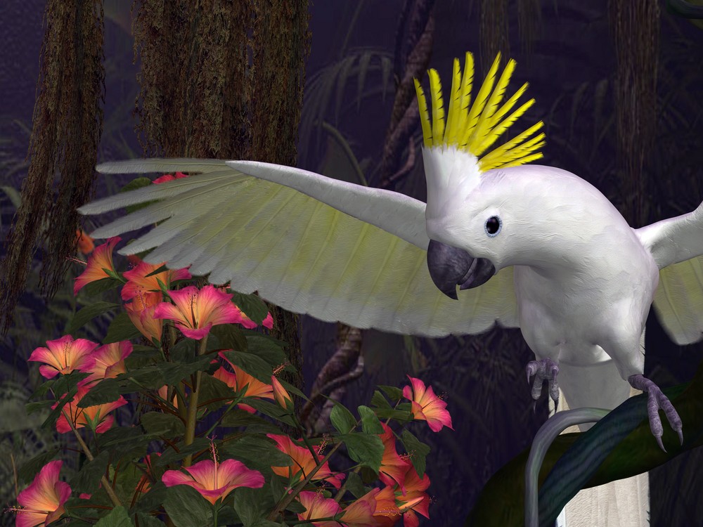 yellow and white cockatoo