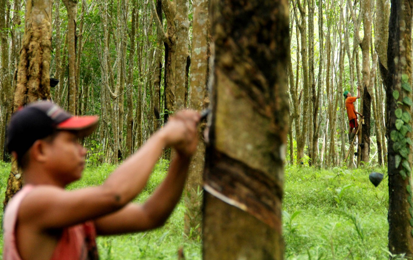 Disease threatens natural rubber production