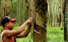 Low prices prompt rubber farmers to switch to other crops