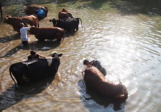 Bunder-Jarakan's residents regard rain and cow as valuable items