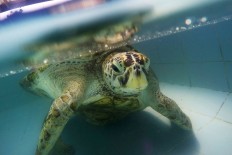Thailand's coin-eating turtle dies of intestinal blockage 