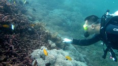 Divers clean up Bali reefs