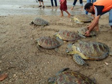 Endangered green turtle found dead with wounds in Polewali Mandar