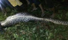 Woman found dead swallowed by python in South Sulawesi
