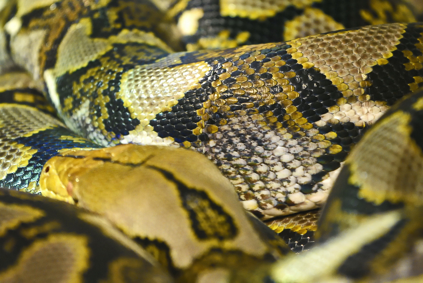 8-meter python slain after swallowing woman in Southeast Sulawesi ...