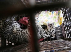 Indonesian police arrest man who bought orangutan, leopard, bear 