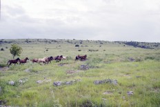 Seven things to know before visiting Sumba