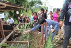 EU provides €750,000 for inclusive animal husbandry in NTT