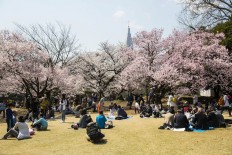 Invasive beetle threatens Japan's famed cherry blossoms