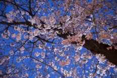 Cherry blossom branches stolen from Japanese park