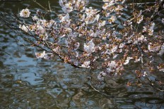 Tohoku sets its sights on tourism revival