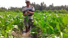 Cow dung: The promising 'black gold' of Indonesia