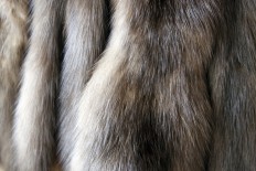 Real fur products marketed as fake in UK: Reports