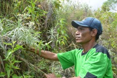 Picking edelweiss at highest point of Sumba Island