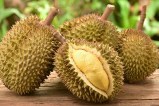 Jakarta offers a wide variety of durian, including peeled durian, durian pancake, durian juice, durian ice cream and durian sambal.