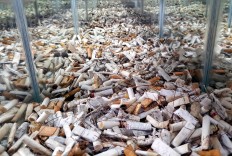 City collects Rp 64 million from litterbugs