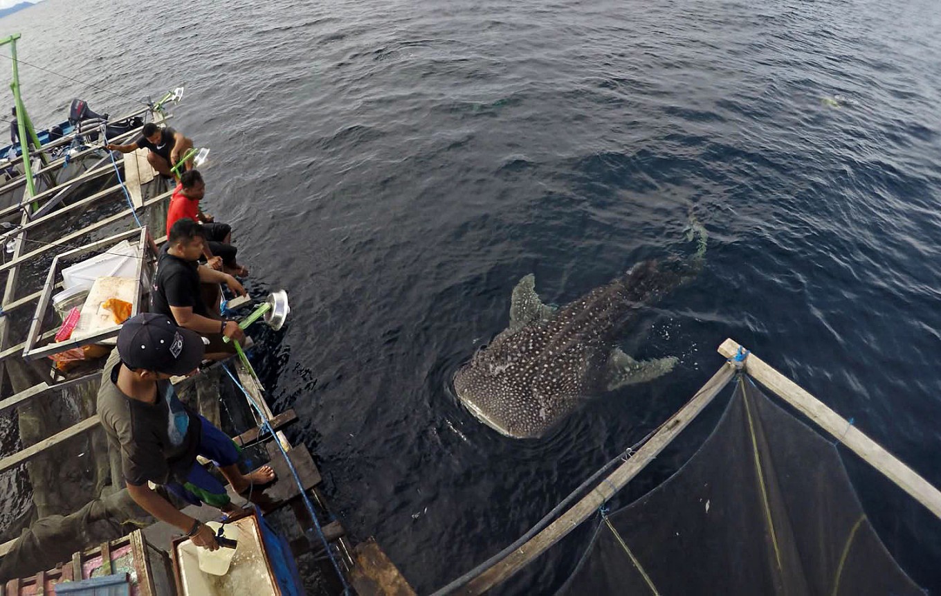 Female whale sharks are officially the biggest fish in the sea - CNET