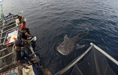 Research reveals low number of female whale sharks in Papua