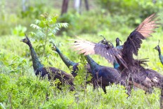 Indonesia can profit from private management of conservation areas 