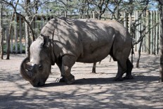 World's last male northern white rhino gets help from Tinder