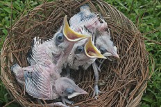 Bali mynah conservation project gets international support 