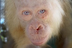 Albino orangutan named 'Alba' after global appeal