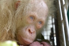 Public asked to name rare albino orangutan