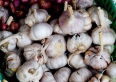 Indonesia aims for zero imports of garlic in 2018