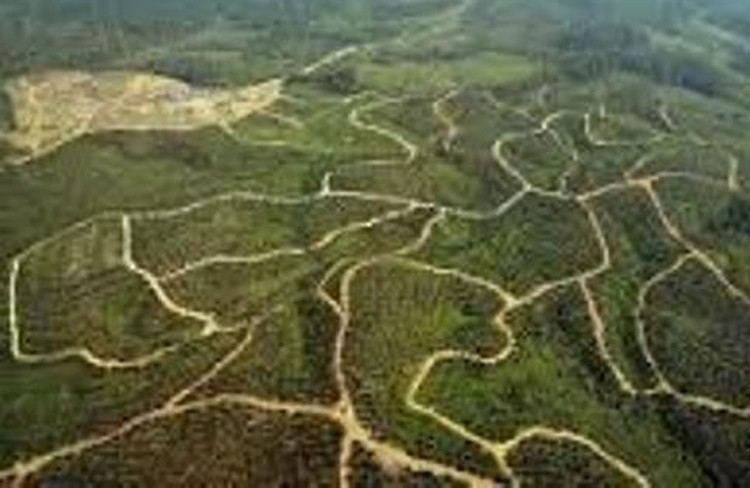 An aerial picture of a palm oil plantation in Mimika, Papua.