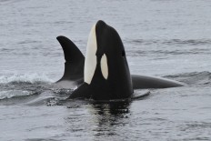 France bans captive breeding of dolphins, killer whales