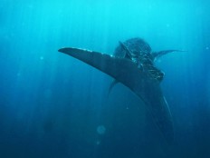 Swimming with the whale sharks of Gorontalo