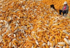 Indonesia targets to stop corn import this year