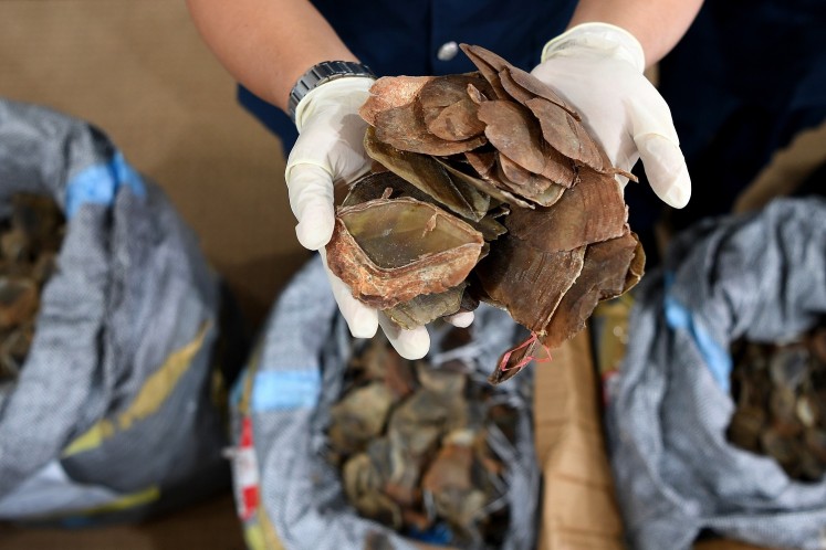 A Malaysian customs official poses with seized pangolin scales following a press conference at the Customs Complex in Sepang on May 8, 2017. Malaysian customs officers have seized more than 700 kilogrammes of pangolin scales worth 2.12 million USD, the country's largest haul of these scales, considered by some to have medicinal properties, officials said May 8.
