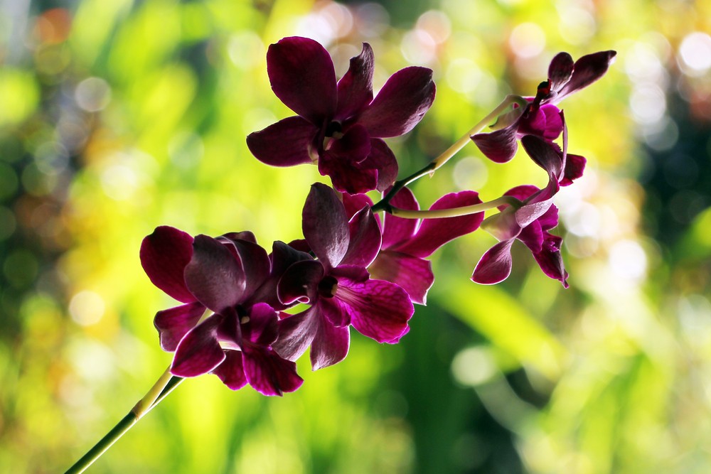 Bogor Botanical Gardens rally efforts to save Indonesian orchids