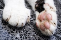 Korea greets first-ever ‘first cat’