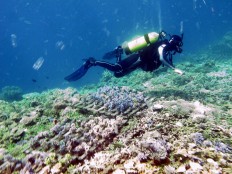 A diver checks the condition of the stemmed reefs. JP/Suherdjoko