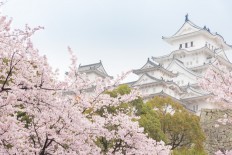 The mesmerizing Sakura season