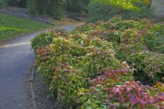 UK survey finds 28,000 plant species for medical use