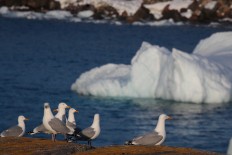 Rising seas set to double coastal flooding by 2050: study