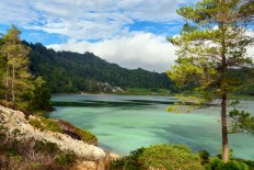 Tomohon festival returns with special flower, MURI record