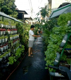 Jakartans to see more urban farming 