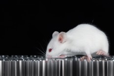 Mouse sperm survives in space, but could human babies?