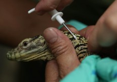 A baby Komodo is injected with a microchip, which is done once in its lifetime, to detect his movements. JP/P.J.Leo