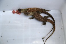 Two baby Komodo lizards are fighting over a meal of goat meat. Their previous diet consisted of eggs. JP/P.J.Leo