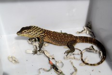 A baby Komodo lizard sunbathes inside its container. JP/P.J.Leo