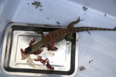 A baby Komodo lizard is fed with young goat meat twice a week. JP/P.J.Leo