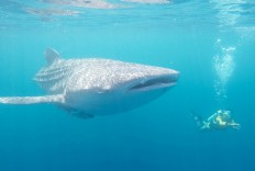 Whale sharks draw tourists to Nabire