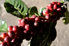  Indonesia's coffee trail: In search of your coffee cup origin
