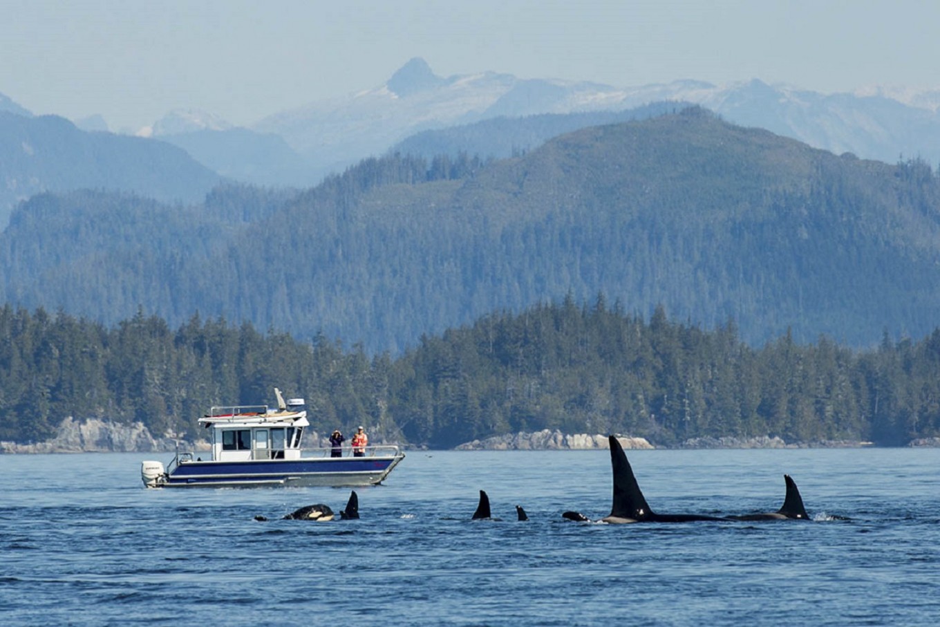 Kayaking with killer whales is a thrill of a lifetime - Activities ...