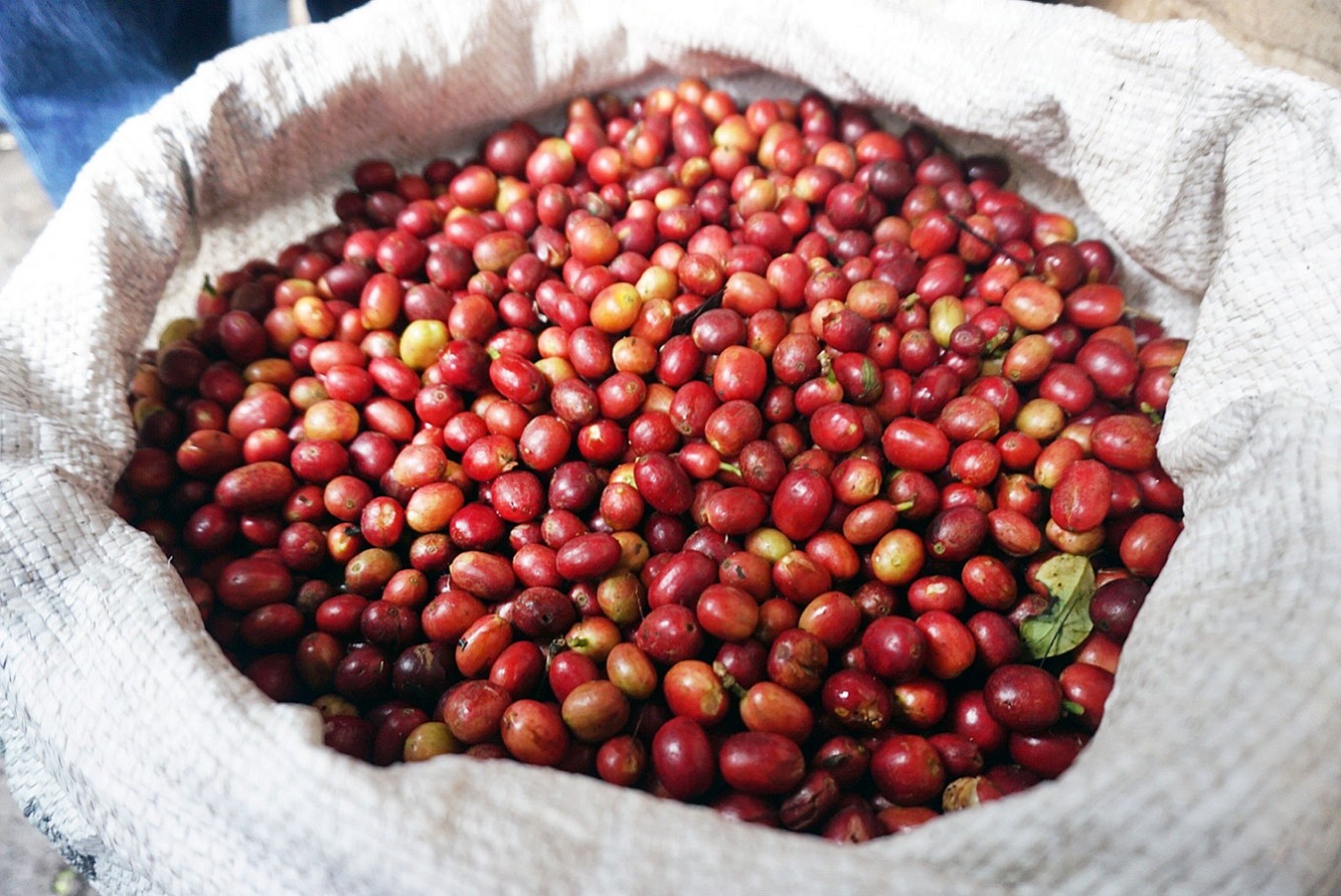 Freshly picked: Red cheery coffee beans are stored inside a white sack.